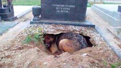Photo de Dans un cimetière, une chienne refuse de s’éloigner d’une tombe